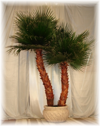 image of a preserved washington palm tree